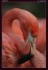 Filename=f-004.jpg
Filesize=133KB
Dimensions=641x933
Date added=Mar 05, 2006 f-004.jpg
