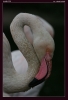 Filename=plam-113.jpg
Filesize=115KB
Dimensions=641x933
Date added=Jul 10, 2006 plam-113.jpg